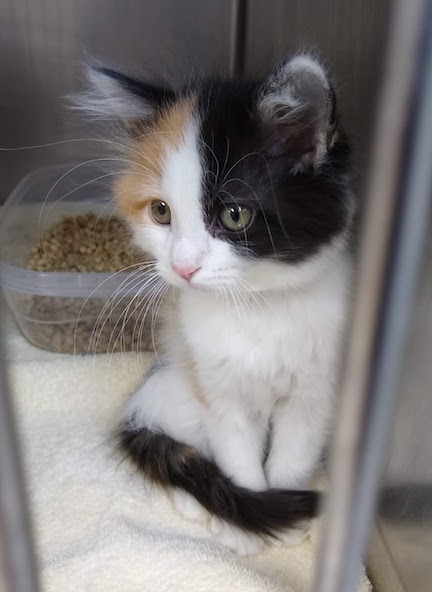 angelic calico kitten