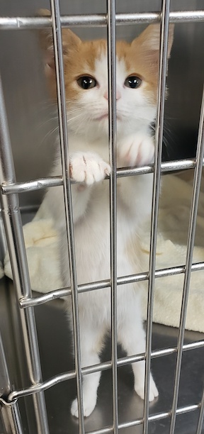 orange and white kitten standing tall